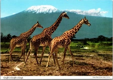 Vintage Postcard Africa 3 Giraffes
