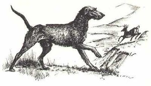 SCOTTISH DEERHOUND - CUSTOM MATTED - Dog Art Print - 1964