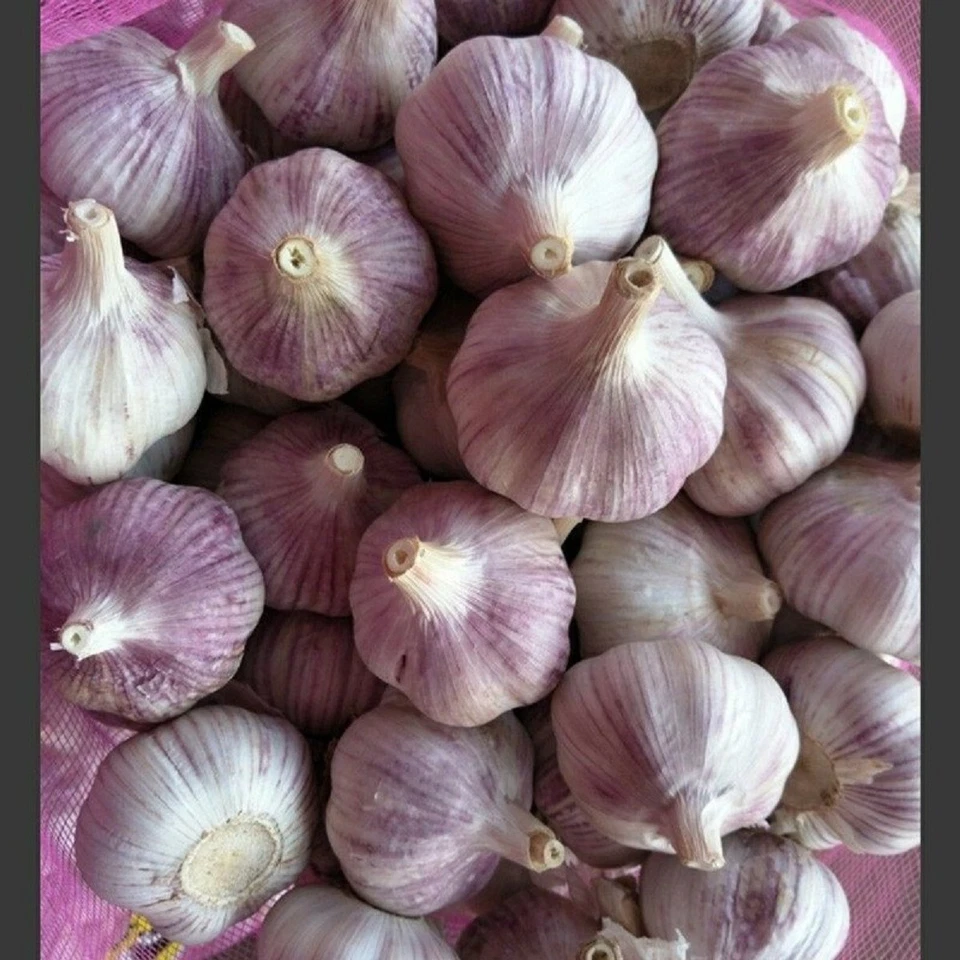 Garlic Bulbs, Purple Early Italian Whole Garlic Bulbs,for eating and/or planting - Image 2 of 3