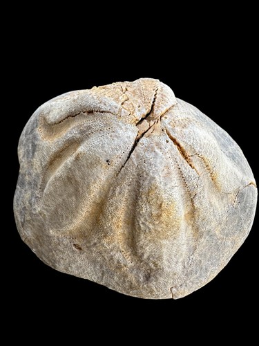 Rare Fossilized Clypeaster (Sea Urchin) - Miocene Era - Morocco - Picture 2 of 10