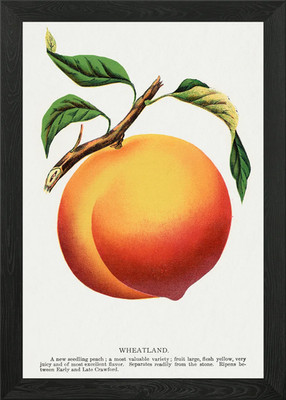 Wheatland Peach Vintage Botanical I gerahmtes Wandbild Poster Leinwanddruck Bild
