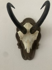 Gams Kruke , Rogi Montowane na Pięknej Desce!! Dekoracja , Vintage 👌👌