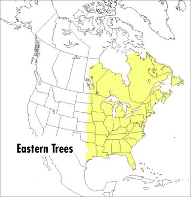A Peterson Field Guide To Eastern Trees: Eastern United States and Canada, I...