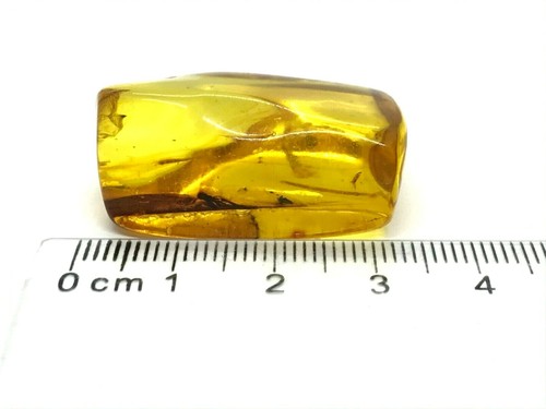 AMBER PIECE With Insect Natural BALTIC AMBER Insects Inclusion Fossil 6,5g 12473 - Picture 12 of 13