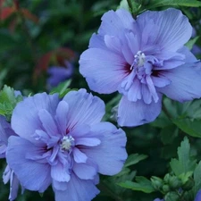 50+ Blue Chiffon Rose of Sharon SEEDS (Hibiscus syriacus) 2024 Fall Fresh!