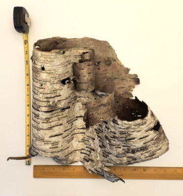 White Birch Bark Assorted Sizes, 9 Pieces, includes 2 tubes, 1  piece w/ lichen