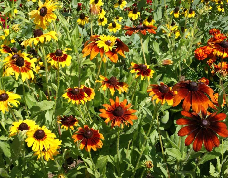 Gloriosa Daisy Seeds, NON-GMO, Rudbeckia hirta, Variety Sizes, FREE SHIPPING - Image 2 of 3