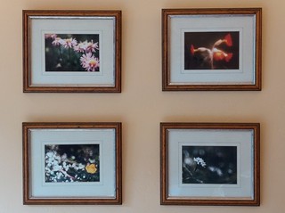 Set of 4 gold trimmed Mahogany style picture frames with mounts & colour photos