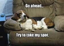 Funny Basset Hound  refrigerator magnet 3 1/2x 4 1/2 " Made in  USA