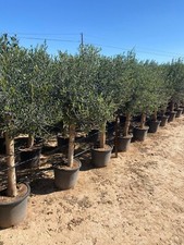 Olivo Olivo "25 anni" 160 cm, qualità A+, resistente, Olea Lechin