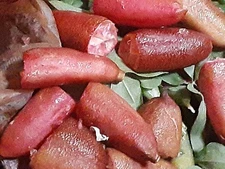 USA grown 10 Australia Finger Lime Tree PINK RED fruit seed  5w6