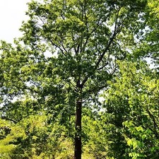 5 Pignut Hickory Tree 12-24" Carya glabra Potted