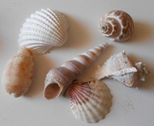 😊Großes Lot Muscheln , rezent Weltweit 2201 Schau Mal durch !💥💥