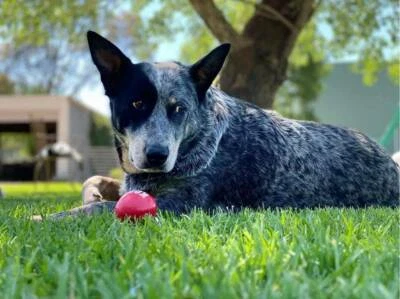 gumtree blue heeler