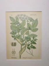 ANGELICA SILVESTRIS 1886 ANTIQUE CHROMOLITHOGRAPH ILLUSTRATION BOTANIC FLOWER