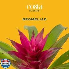 Costa Farms Bromeliad Live Plant in Decorative Pot, Flowering Indoor Housepla...