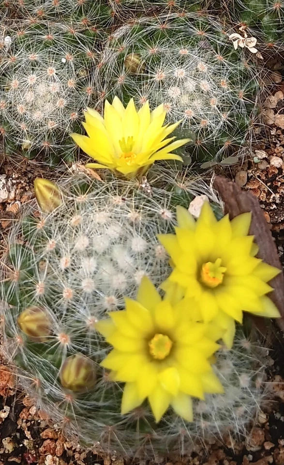 Mammillaria Baumii Hermoso. Cactus de Flores Amarillas .#3 Y 4 Saludables.. - Image 2 of 4