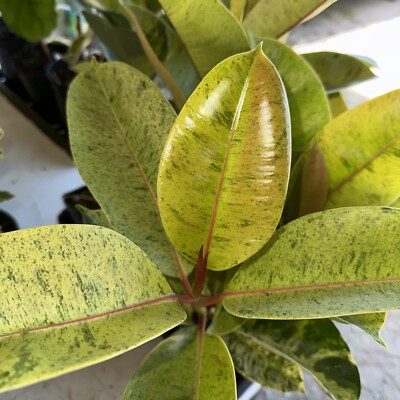 Ficus Shivereana Moonshine In 5  Pot (1,5 feet Tall)
