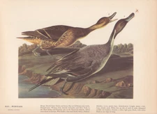 Audubon 1942 Vintage Birds #227 "Pintail Duck" Full Color Art Plate Lithograph