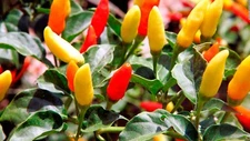 Tabasco Pepper Seeds, HOT CHILI PEPPER, NON-GMO, Variety Sizes, FREE SHIPPING