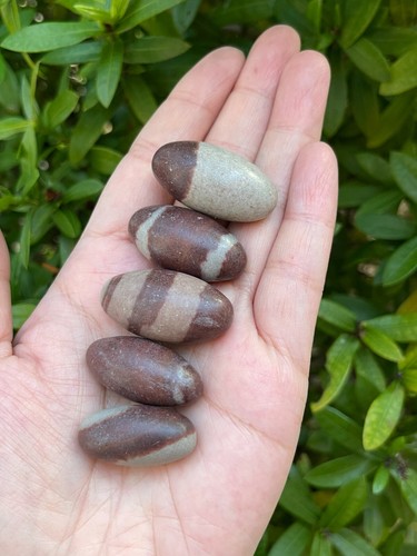 1 Zoll Shiva Lingam Stein, kleine Shiva Lingam heilige Steine, Großhandel Großpackung Posten - Bild 7 von 11