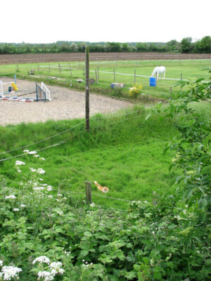 Foto 6x4 Pferdekoppeln und Ingwerkatze Southgate\/TG1424 A großer Ingwer um 2009