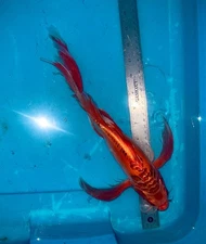 14” BUTTERFLY AKA SHUSUI KOI -- ONE OF A KIND AA+ CSRAKOi