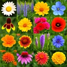 3000+ POLLINATOR WILDFLOWER SEEDS 🌼 SPRING MIX BEE HUMMINGBIRD • FREE SHIPPING