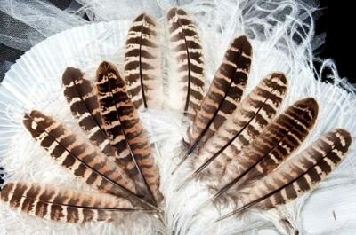 Ringneck Pheasant Wing Feathers - Hen - 5-7'' - 12 Pcs. - Natural