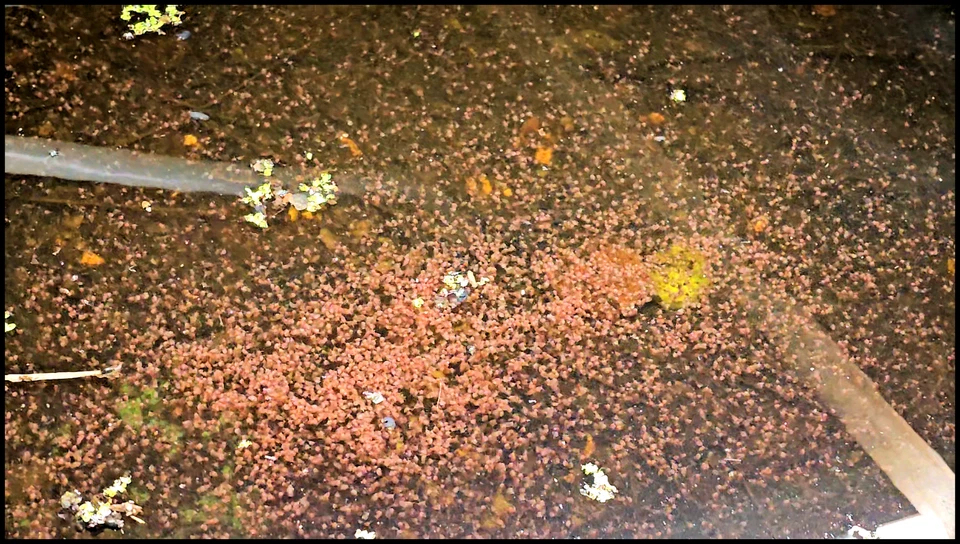 2500+ Daphnia Magna !BUY 2 GET 3!  (Clean Indoor Culture) - Image 4 of 4