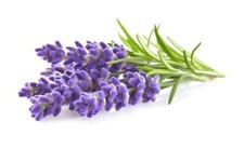 Lavender Seeds to Grow 100 Seeds Grow This Fragrant Spice in Your Own Garde