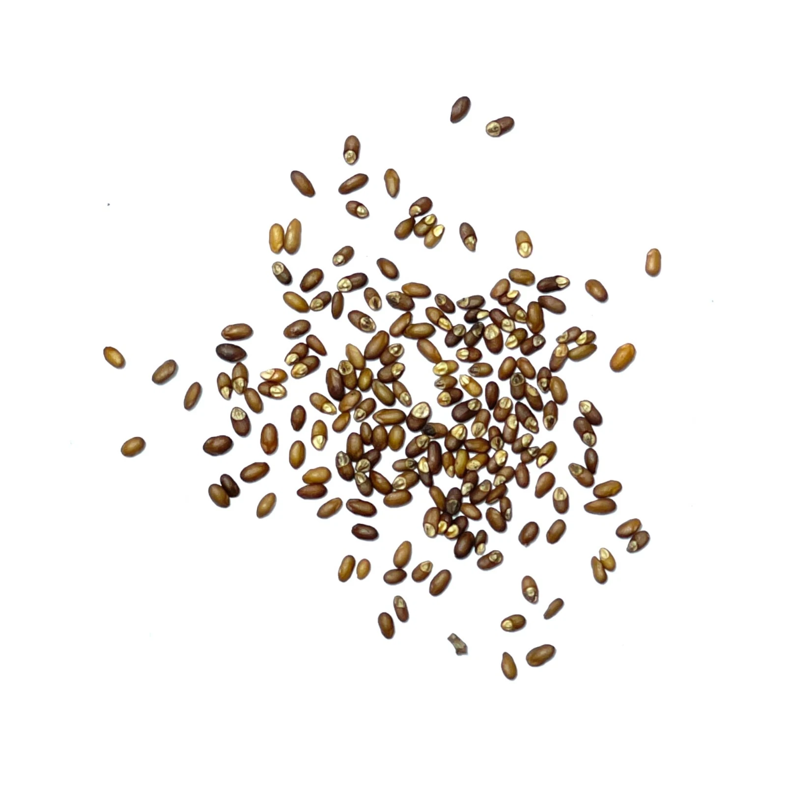 Seed Needs Rosemary Seeds - Thumbnail 3