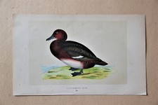 Gravure anglaise ancienne canard "Ferruginous duck"