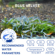 ShrimpLive 20 2 BLUE VELVET Neocaridina Shrimps Live Arrival Guarantee