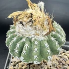Discocactus woutersianus  20seeds  harvest 2025