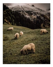 Tranquil Pastoral Scene Wall Art Poster for Home Decor Premium Quality