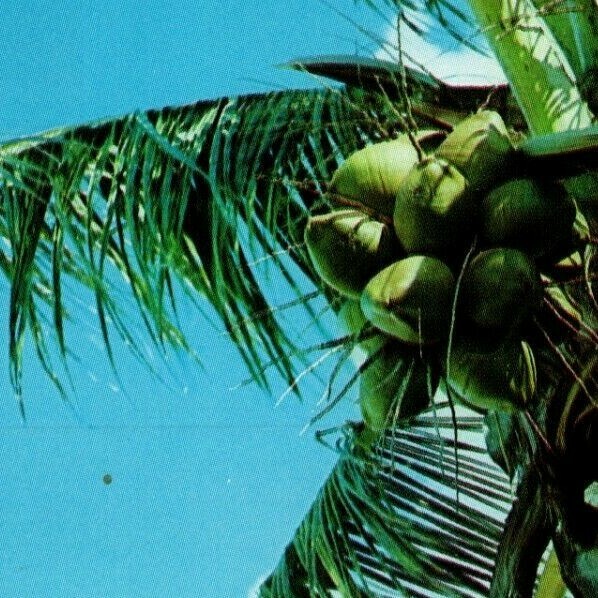 Apple - coconutsです Product Detail Page | Cub