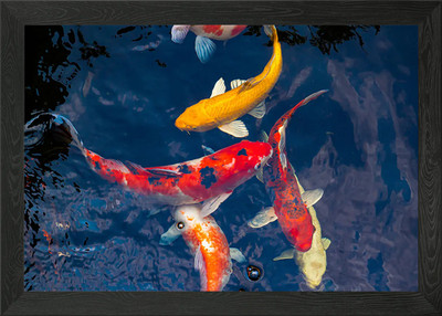 Koi Fish Animal Framed Wall Art Poster Canvas Print Picture