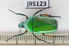 j95123. Insects: Cetoniidae sp. North Vietnam. Lai Chau.