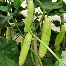 10 Organic Korean White Green Sweet Crisp Cucumber Seeds, FREE SHIPPING
