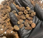 Alder Cones Dried Organic 100g 220g 450g from Carpathian