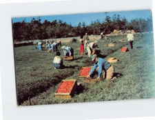 Postcard Harvest Time at Edaville South Carver Massachusetts USA