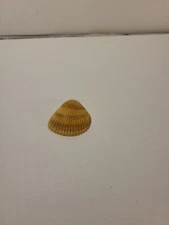 Hand Picked Sea Shell - Brazil Ark Shell