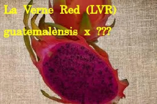 10 Organic Dragon Fruit Cuttings - TEN DIFFERENT VARIETIES - 8-12" long - Image 4 of 4