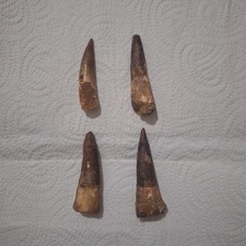 4 Spinosaurus Teeth Collection Dinosaur Fossil | Authentic Moroccan Discovery
