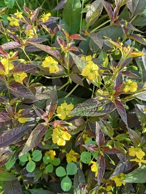 Bronzefelberich (Lysimachia ciliata  Firecracker ) Samen Staude, winterhart
