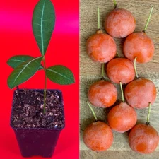 Imbe Garcinia Livingstonei Orange African Mangosteen Tropical Fruit Tree Plant