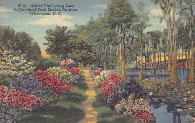 Postcard NC: Azalea Trail Greenfield Park, Wilmington, Linen 1940's