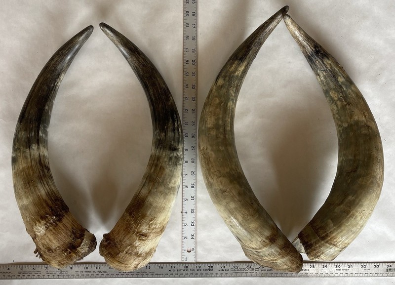 Unique Rustic Lodge Western Decor Steer Watusi Cattle Bull Cow Horn Taxidermy