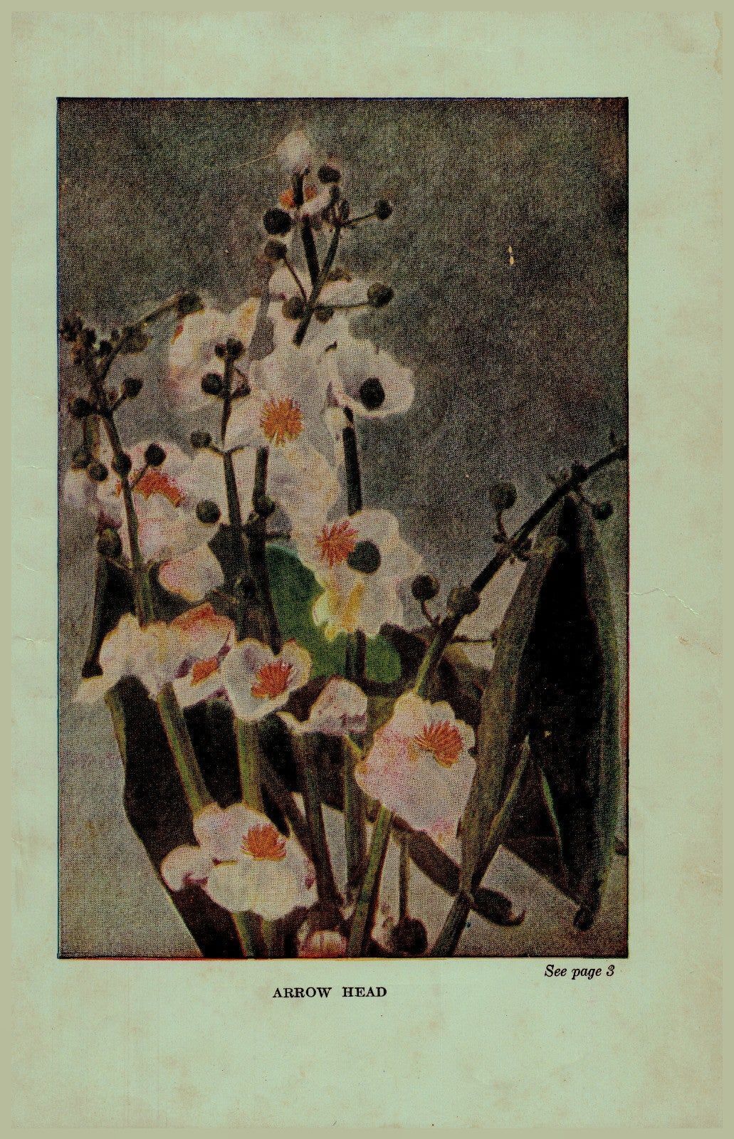 Vintage 1922 Print Arrow Head Soapwort 2 Side Flowers You Should Know